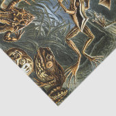 Ernst Haeckel variëteit exotische kikkers:Batrachi Tissuepapier (Detail)