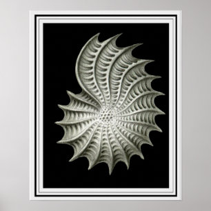 Ernst Haeckel Wall Art 16 x 20 Poster