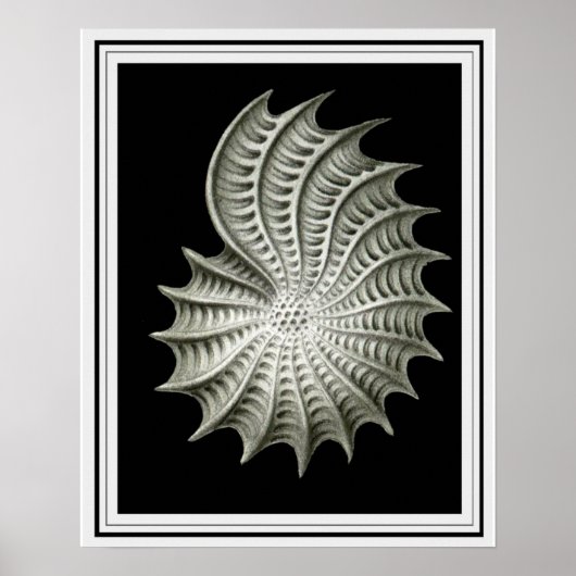 Ernst Haeckel Wall Art 16 x 20 Poster (Voorkant)