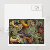 Ernst Haeckel Zee Anemones Briefkaart (Voorkant / Achterkant)
