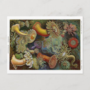 Ernst Haeckel Zee Anemones Briefkaart