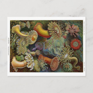 Ernst Haeckel Zee Anemones Briefkaart