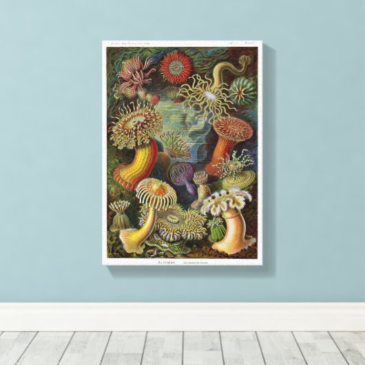 Ernst Haeckel Zee Anemones Canvas Afdruk (Insitu (Houten vloer))