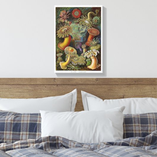 Ernst Haeckel Zee Anemones Canvas Afdruk (Insitu (Slaapkamer))