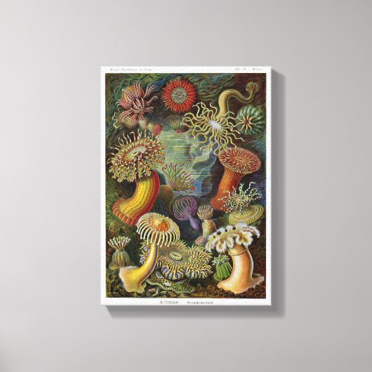 Ernst Haeckel Zee Anemones Canvas Afdruk (Voorkant)