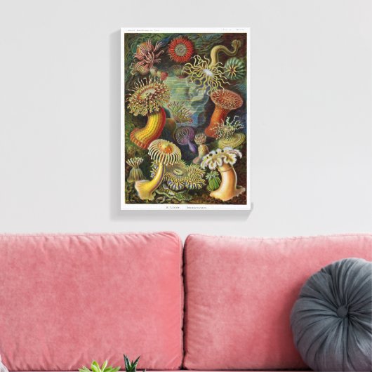 Ernst Haeckel Zee Anemones Canvas Afdruk (Insitu (Woonkamer))