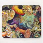Ernst Haeckel Zee Anemones Marine:Actiniae Muismat (Voorkant)