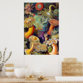 Ernst Haeckel Zee Anemones Marine:Actiniae Poster (Keuken)
