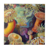 Ernst Haeckel Zee Anemones Marine:Actiniae Tegeltje (Voorkant)