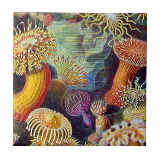 Ernst Haeckel Zee Anemones Marine:Actiniae Tegeltje (Voorkant)