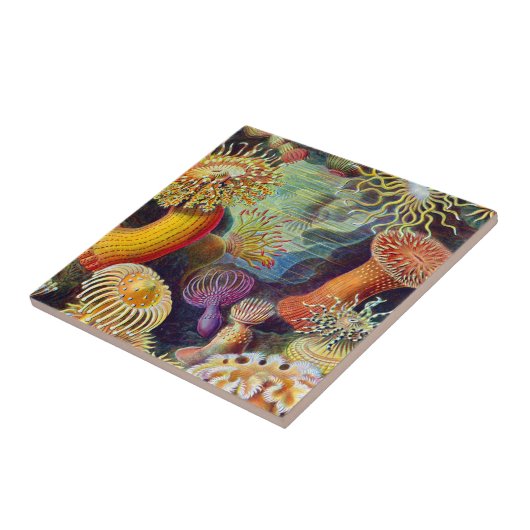 Ernst Haeckel Zee Anemones Marine:Actiniae Tegeltje (Zijkant)