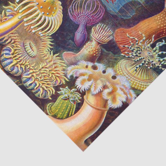 Ernst Haeckel Zee Anemones Marine:Actiniae Tissuepapier (Detail)