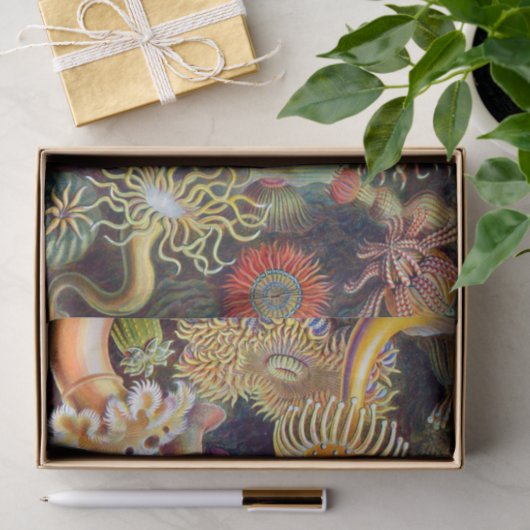Ernst Haeckel Zee Anemones Marine:Actiniae Tissuepapier (Geschenk)