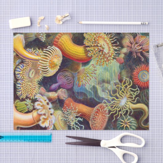 Ernst Haeckel Zee Anemones Marine:Actiniae Tissuepapier (Craft)