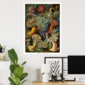 Ernst Haeckel Zee Anemones Poster (Thuiskantoor)