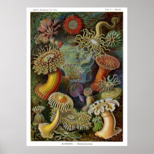 Ernst Haeckel Zee Anemones Poster