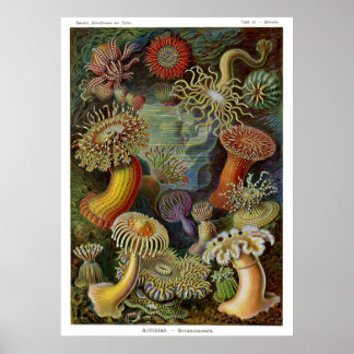 Ernst Haeckel Zee Anemones Poster