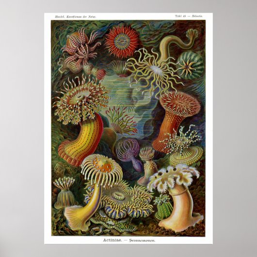 Ernst Haeckel Zee Anemones Poster (Voorkant)