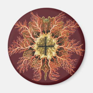 Ernst Haeckel Zee Manteldier Rode Zee Levenskunst Magneet