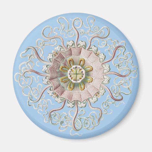 Ernst Haeckel Zee Roze kwal Medusa Magneet (Voorkant)