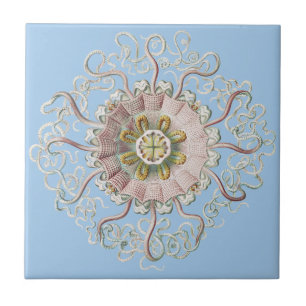 Ernst Haeckel Zee Roze kwal Medusa Tegeltje