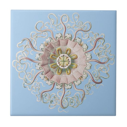 Ernst Haeckel Zee Roze kwal Medusa Tegeltje (Voorkant)
