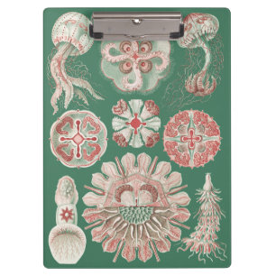 Ernst Haeckel Zeeleven Roze Kwallen Groene Poster Klembord