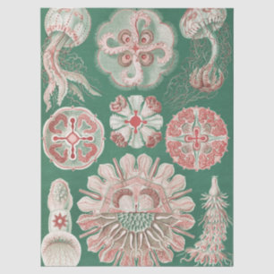 Ernst Haeckel Zeeleven Roze Kwallen Groene Poster Tissuepapier