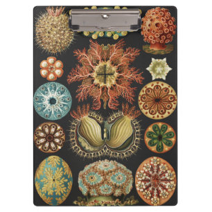 Ernst Haeckel Zeevaart Zeeleven Art Collage Klembord