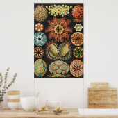 Ernst Haeckel Zeevaart Zeeleven Art Collage Poster (Keuken)