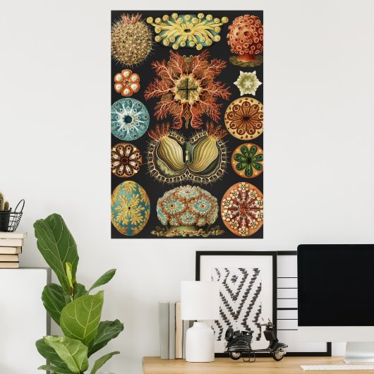 Ernst Haeckel Zeevaart Zeeleven Art Collage Poster (Thuiskantoor)