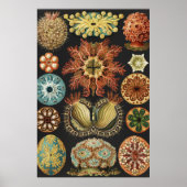 Ernst Haeckel Zeevaart Zeeleven Art Collage Poster (Voorkant)