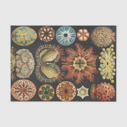 Ernst Haeckel Zeevaart Zeeleven Art Collage Tissuepapier (Voorkant)