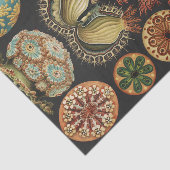 Ernst Haeckel Zeevaart Zeeleven Art Collage Tissuepapier (Detail)