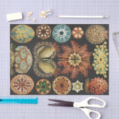 Ernst Haeckel Zeevaart Zeeleven Art Collage Tissuepapier (Craft)