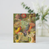 Ernst Haeckel's Actinae Ocean Life Briefkaart (Staand voorkant)