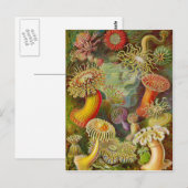 Ernst Haeckel's Actinae Ocean Life Briefkaart (Voorkant / Achterkant)