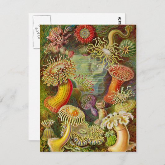 Ernst Haeckel's Actinae Ocean Life Briefkaart (Voorkant / Achterkant)