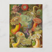Ernst Haeckel's Actinae Ocean Life Briefkaart (Voorkant)