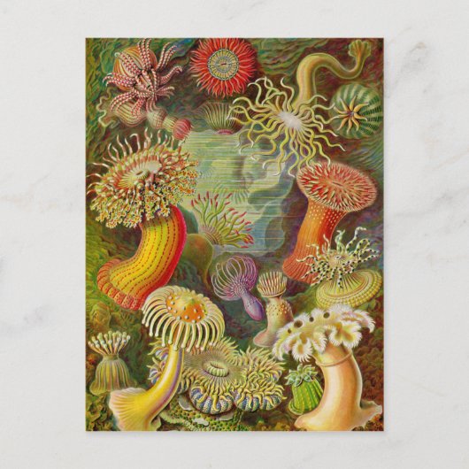 Ernst Haeckel's Actinae Ocean Life Briefkaart (Voorkant)