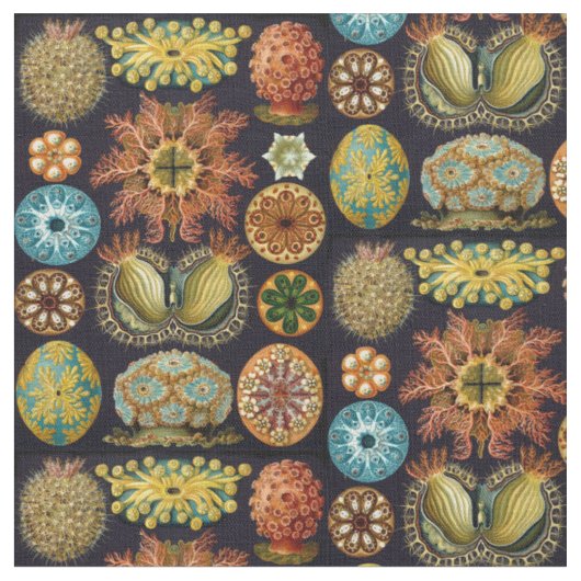 Ernst Haeckel's Ascidiae Ocean Life Stof (Close Up)