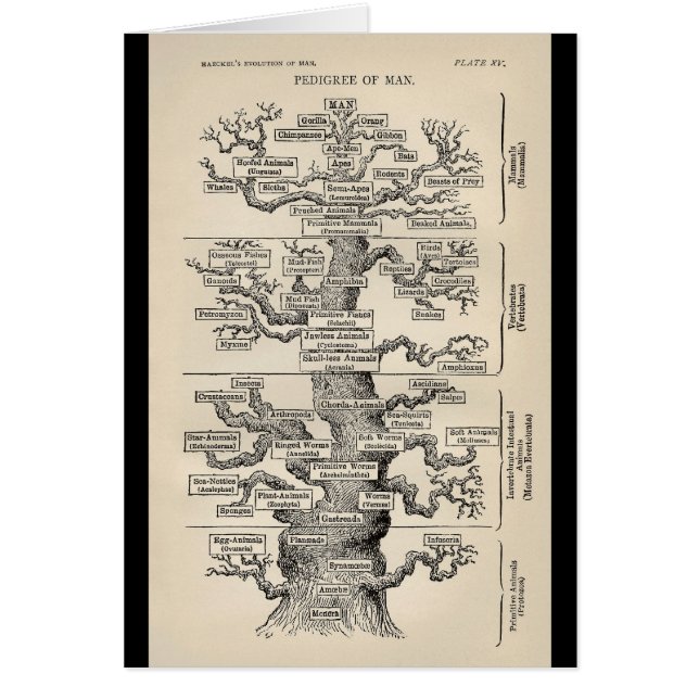Ernst Haeckel's "boom of life" (Voorkant)