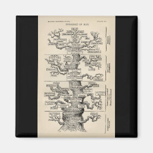 Ernst Haeckel's "boom of life" Magneet