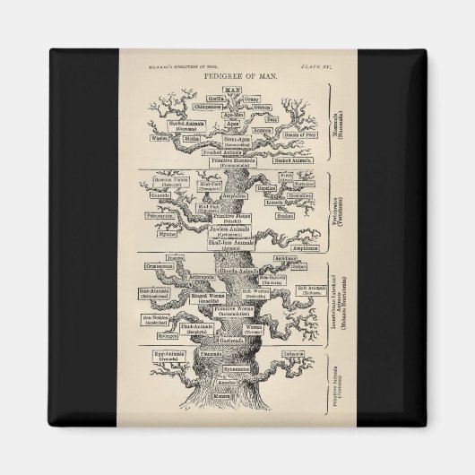 Ernst Haeckel's "boom of life" Magneet (Voorkant)