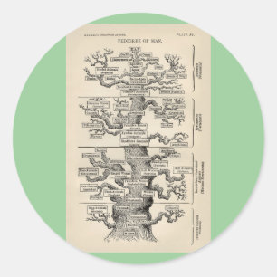 Ernst Haeckel's "boom of life" Ronde Sticker