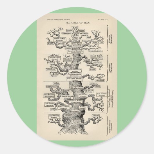 Ernst Haeckel's "boom of life" Ronde Sticker (Voorkant)