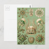 Ernst Haeckel's Narcomedusae Briefkaart (Voorkant / Achterkant)