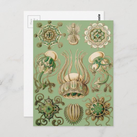 Ernst Haeckel's Narcomedusae Briefkaart (Voorkant / Achterkant)