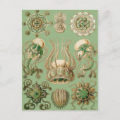 Ernst Haeckel's Narcomedusae Briefkaart (Voorkant)