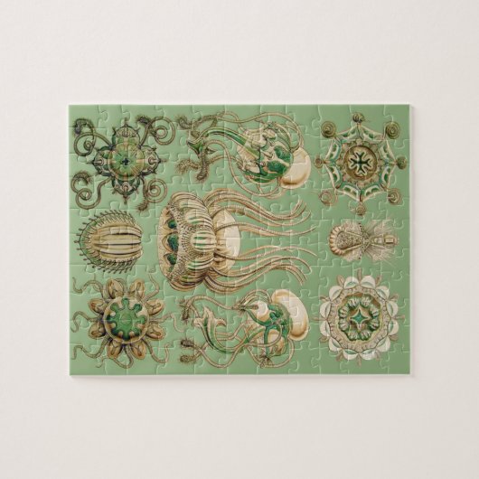 Ernst Haeckel's Narcomedusae Legpuzzel (Horizontaal)